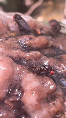 Hydei Fruit Fly photo 2