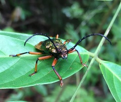 Hileolaspis aurata