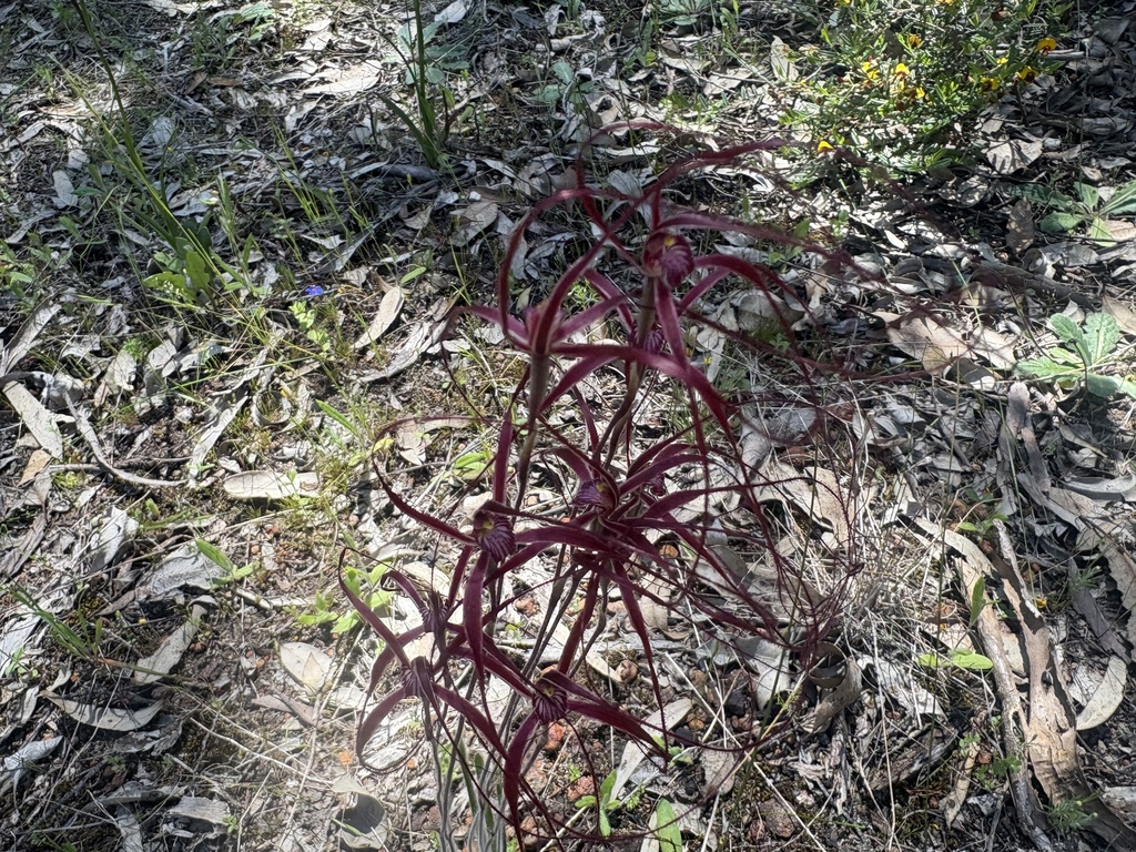 Caladenia perangusta