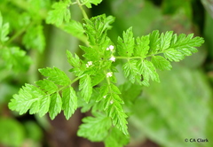 Valeriana chaerophylloides