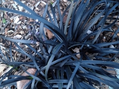 Ophiopogon planiscapus
