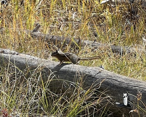 Crater Chipmunk observed by garyg