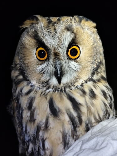 View observation of {o.common_name} on iNaturalist