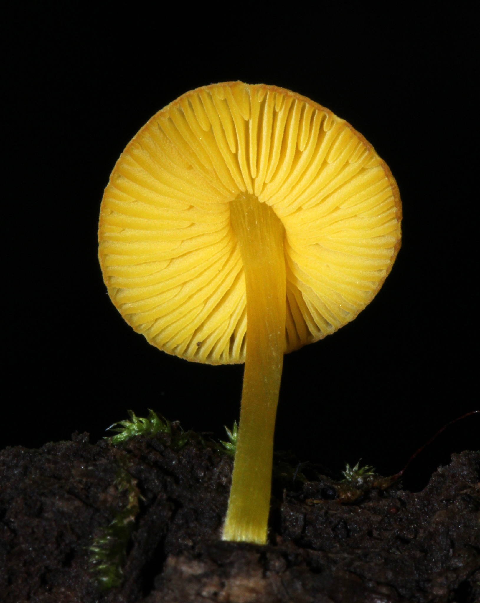 Pluteus chrysophlebius image