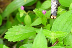 Alternanthera porrigens