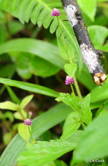 Alternanthera porrigens