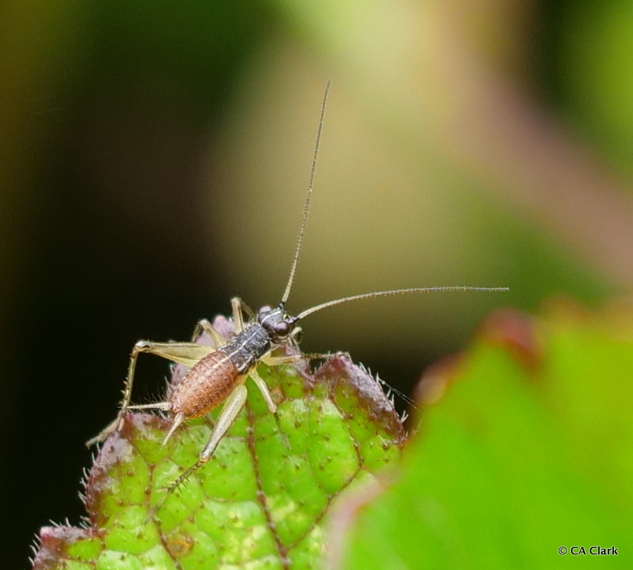 Jarmilaxipha ecuadorica