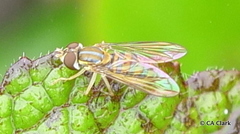 Toxomerus crockeri