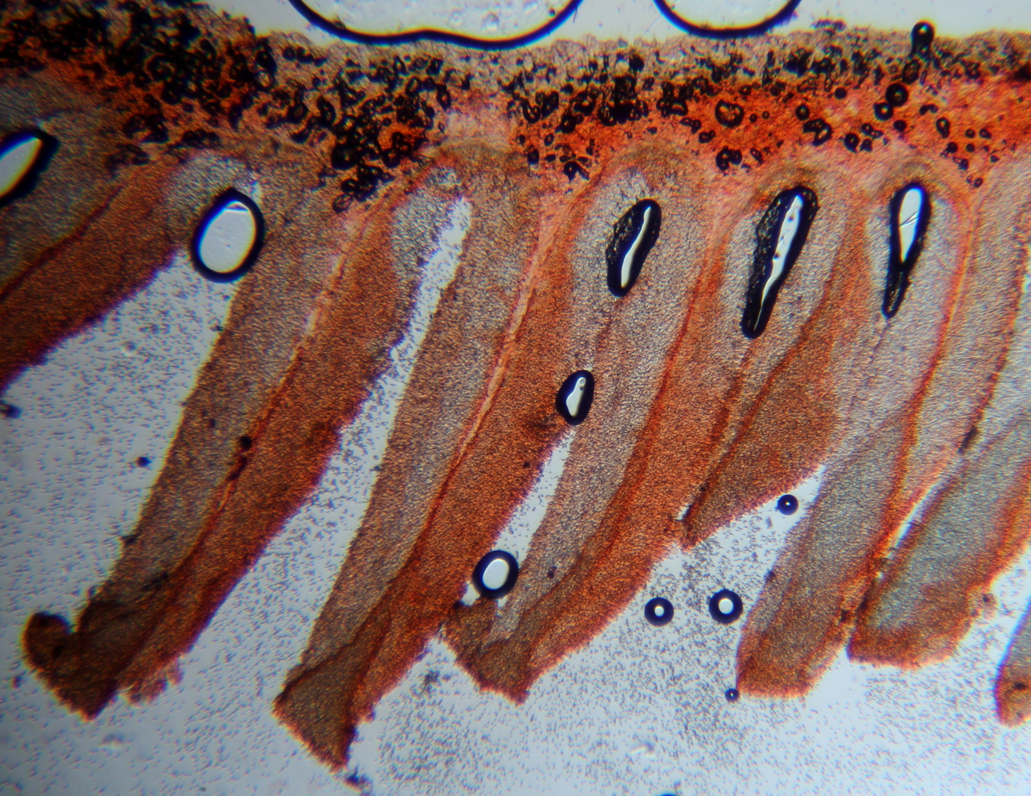 Pluteus chrysophlebius image