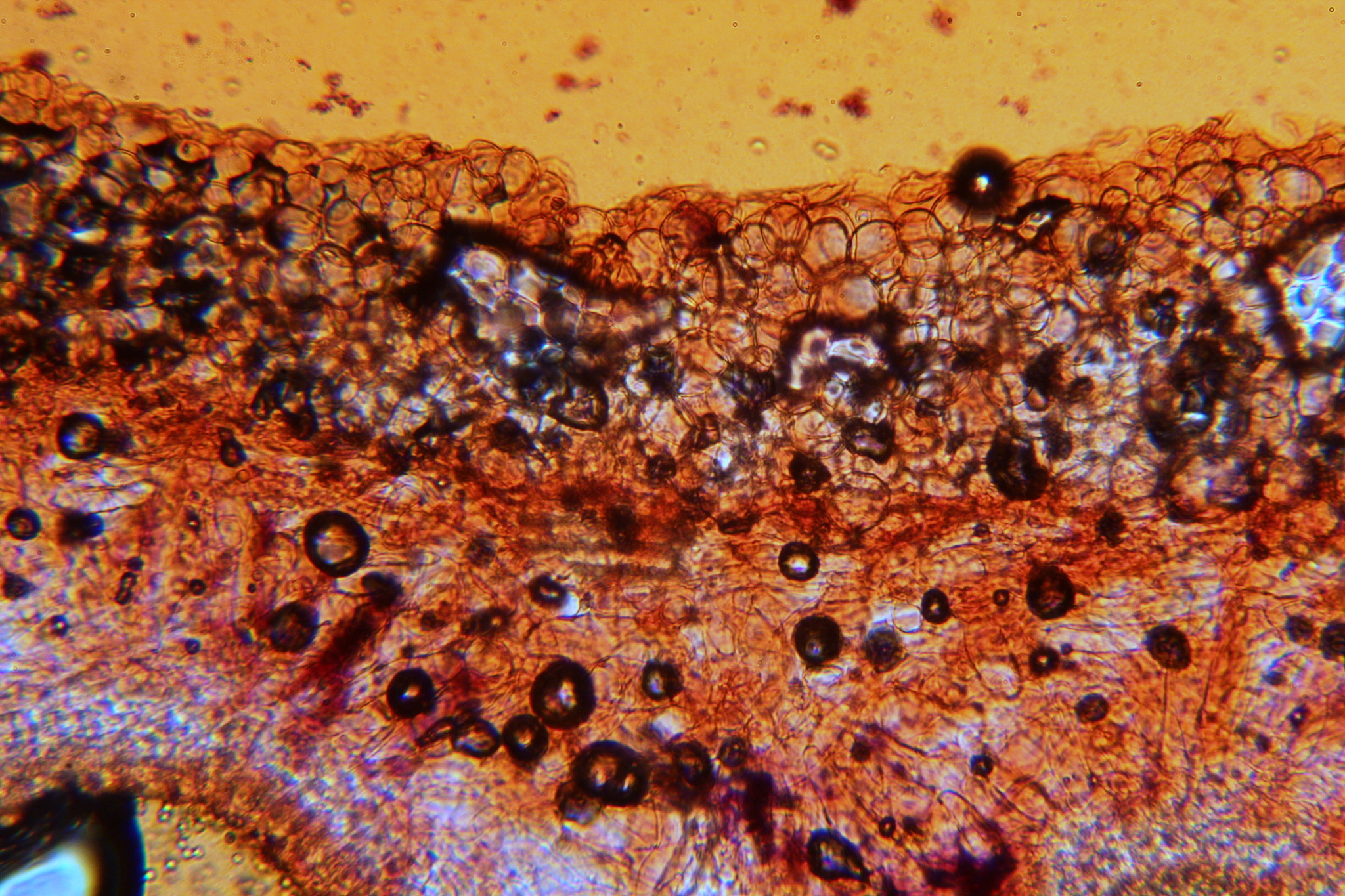 Pluteus chrysophlebius image