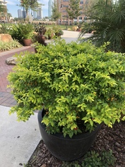 Ephemerum crassinervium