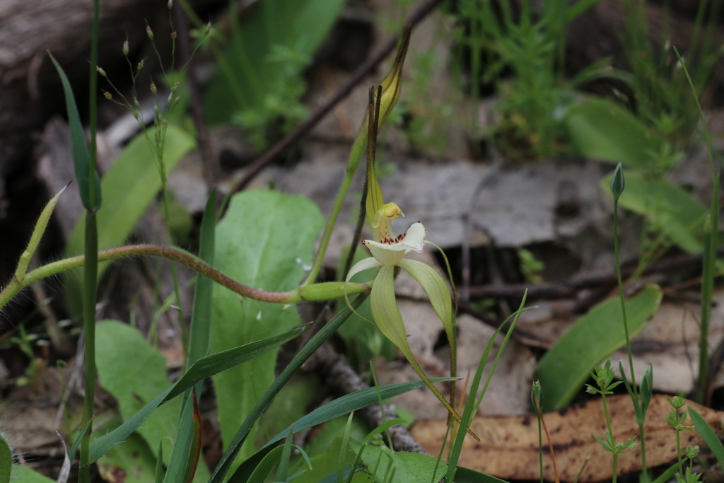 Caladenia hopperiana