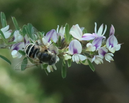 Unknown species found near Stone County, AR, USA