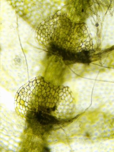 Calypogeia neesiana, 2025-09-27