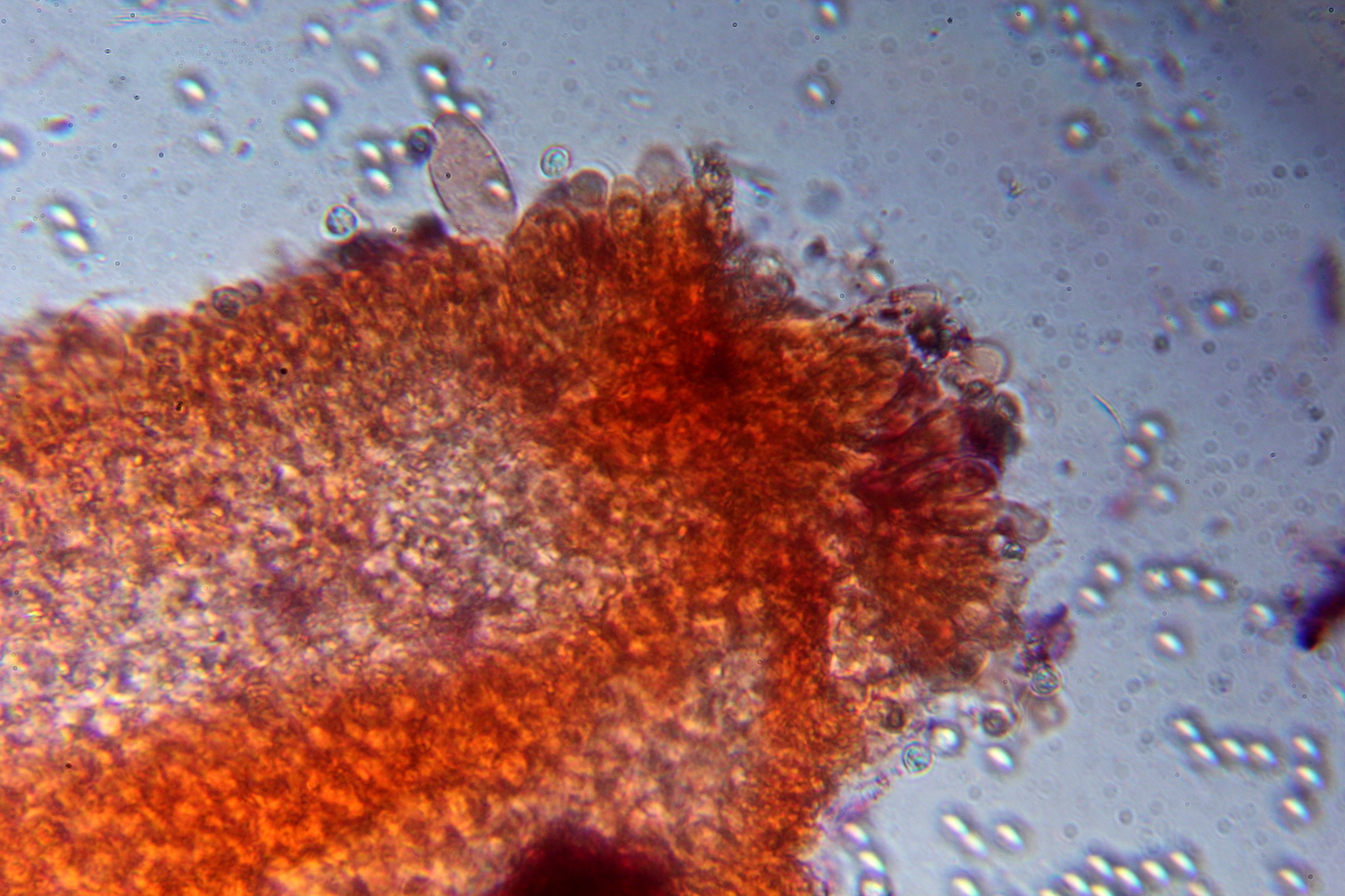 Pluteus chrysophlebius image