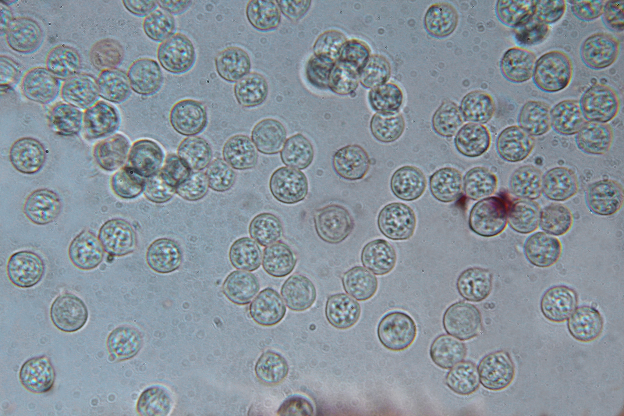 Pluteus chrysophlebius image