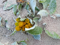Senecio candidans
