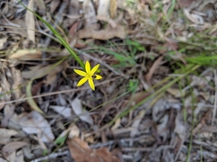 Tricoryne anceps pterocaulon