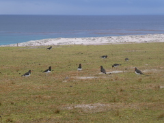 Haematopus leucopodus