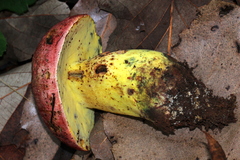 Butyriboletus