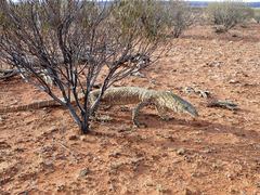 Varanus giganteus