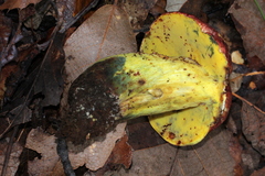 Butyriboletus