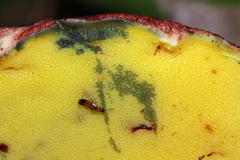 Butyriboletus