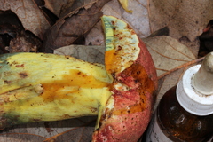 Butyriboletus