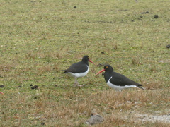 Haematopus leucopodus