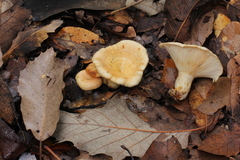 Lactarius maculatipes