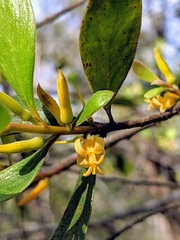 Persoonia stradbrokensis