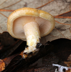 Lactarius maculatipes
