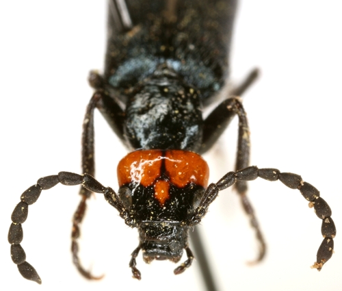 Red-eared Blister Beetle