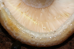 Lactarius maculatipes