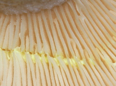 Lactarius maculatipes