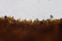 Lactarius maculatipes