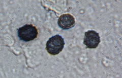 Lactarius maculatipes