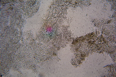 Lactarius maculatipes