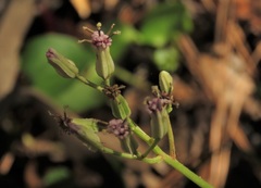 Arnoglossum diversifolium