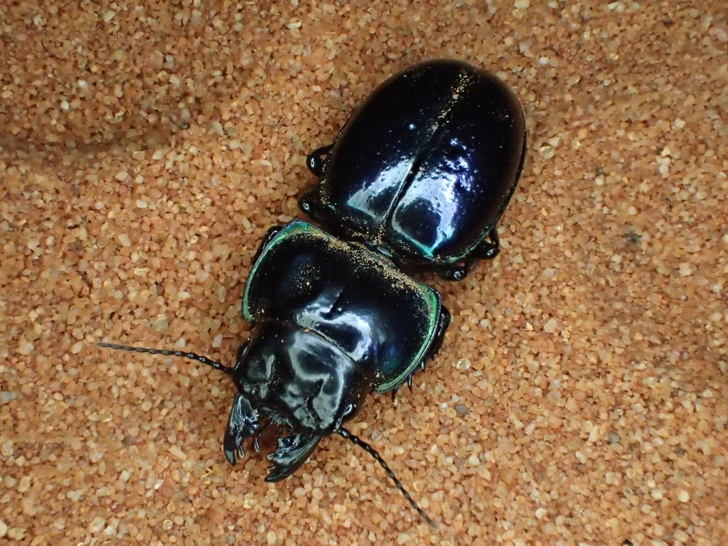 Carenum rectangulare