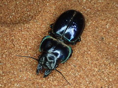 Carenum rectangulare