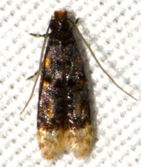 Stenoptinea auriferella