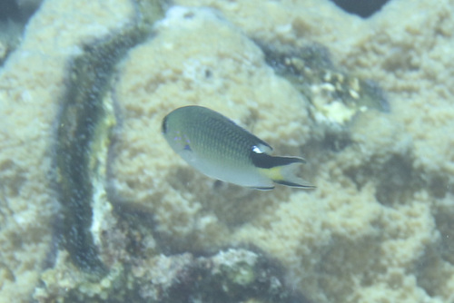 Pomachromis richardsoni observed 2025-09-20