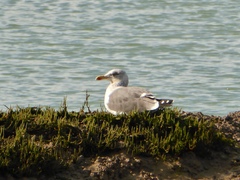 Larus fuscus