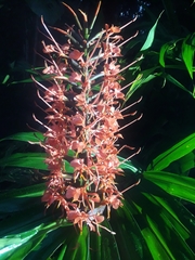 Hedychium coccineum