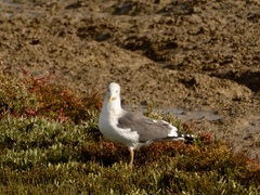 Larus fuscus