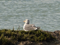 Larus fuscus