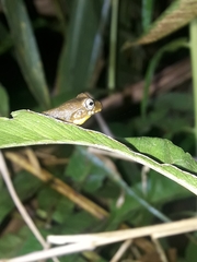 Dendropsophus carnifex