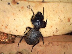 Philoscaphus costalis