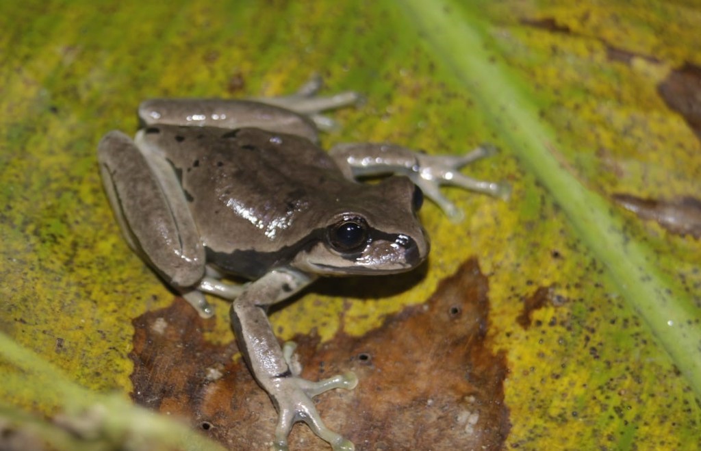Mixe Streamside Tree Frog